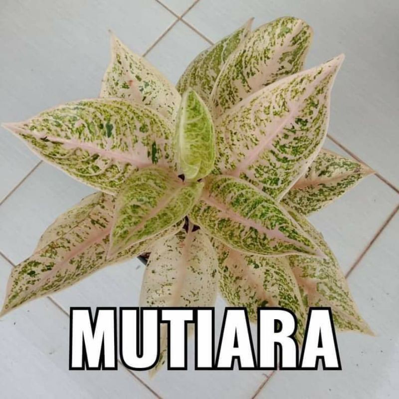 aglonema mutiara
