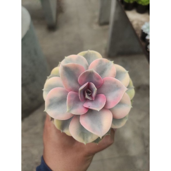 echeveria west rainbow