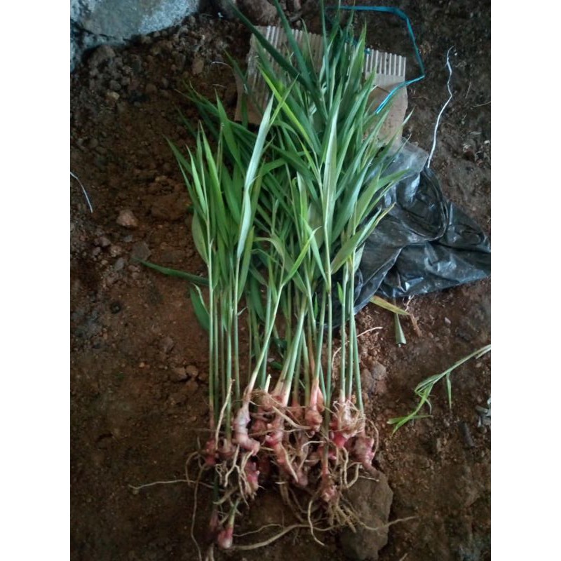 BIBIT JAHE MERAH 1 KILO