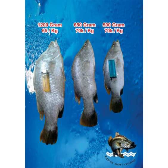

Ikan baramundi fresh
