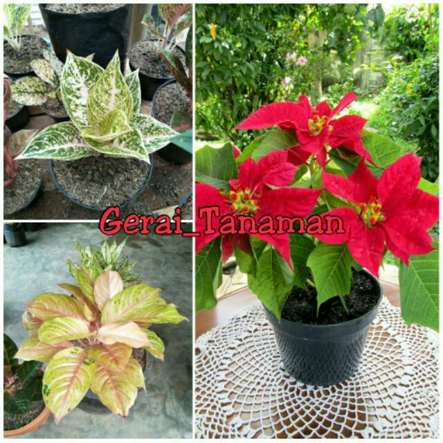 Paket Bunga 3 Btg (Aglonema Legacy Putih, Bidadari,&Bunga Kastuba)