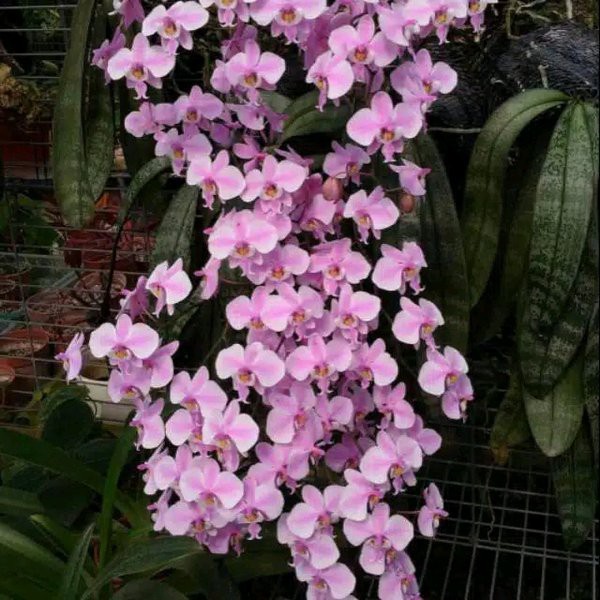 phalaenopsis schilleriana remaja