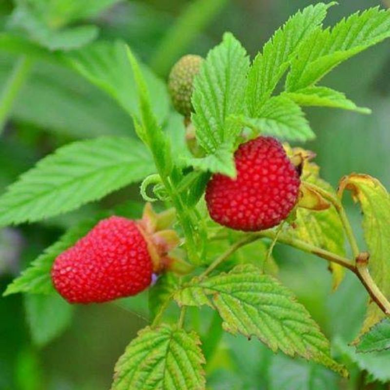 DIARY PETANI - Tanaman Arbei Hutan atau Raspberry Merah Ukuran Besar