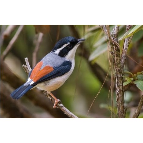 Burung Pentet Kembang