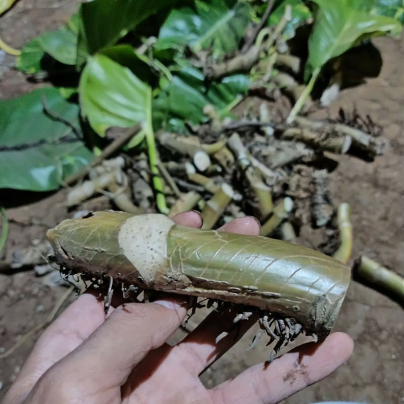 stek batang Srigading besar/jumbo