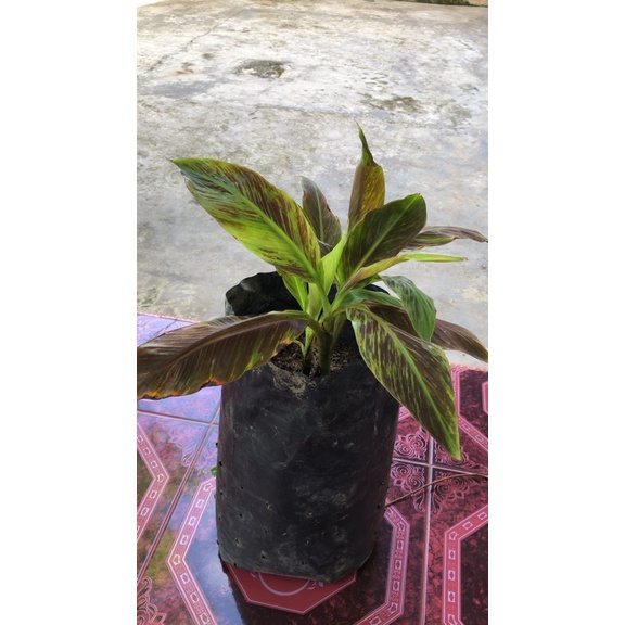 Musa Siam Ruby/Pisang Ruby (Rumpun)