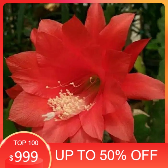 

promo Bibit bunga wijaya kusuma merah mantull
