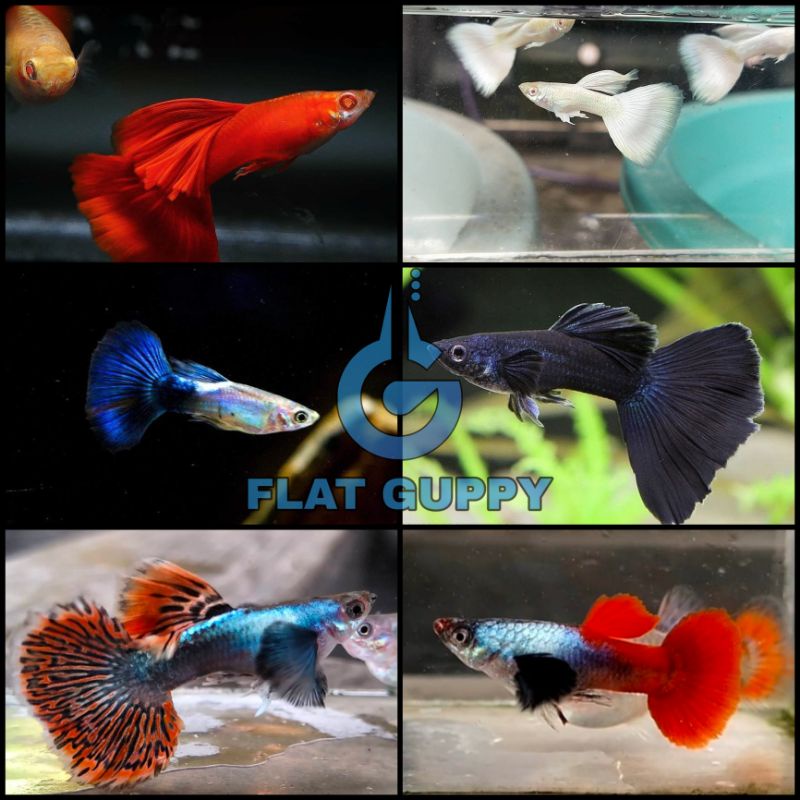 Paket Hemat Aquascape 6 Jenis Ikan Guppy / 12 Ekor Ikan Gappy Hias Aquarium