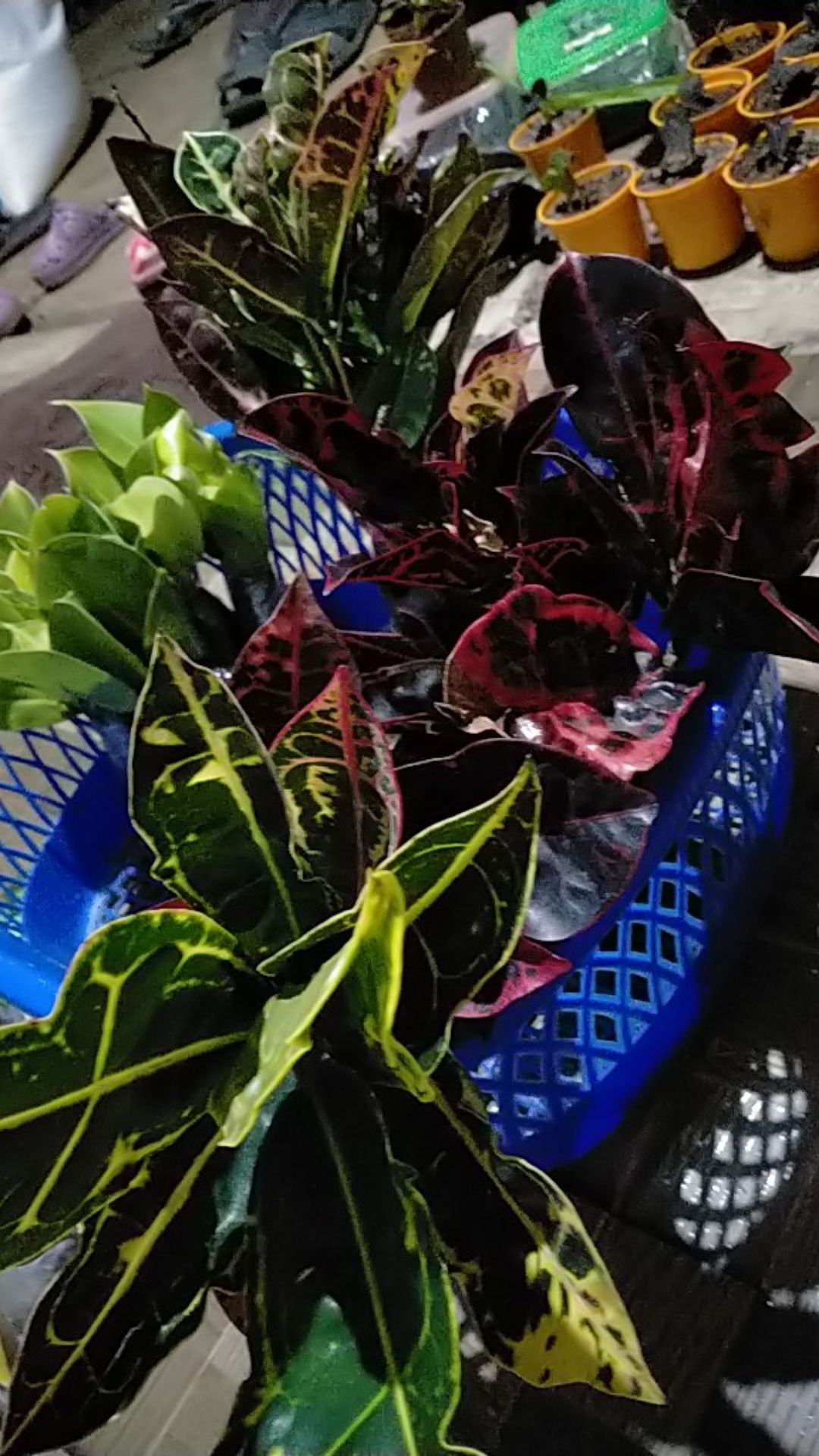 Tanaman Hias Puring Kura Kura Medium