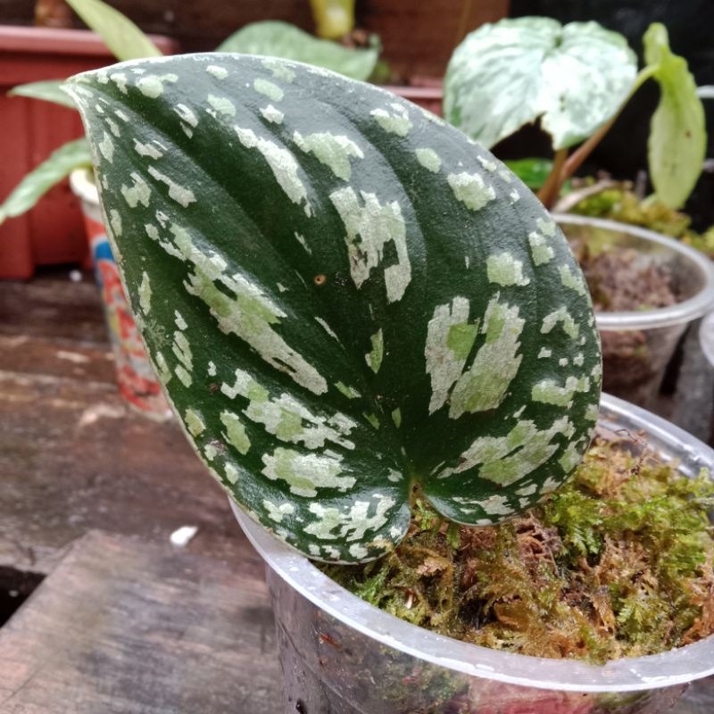 rawatan scindapsus tricolor