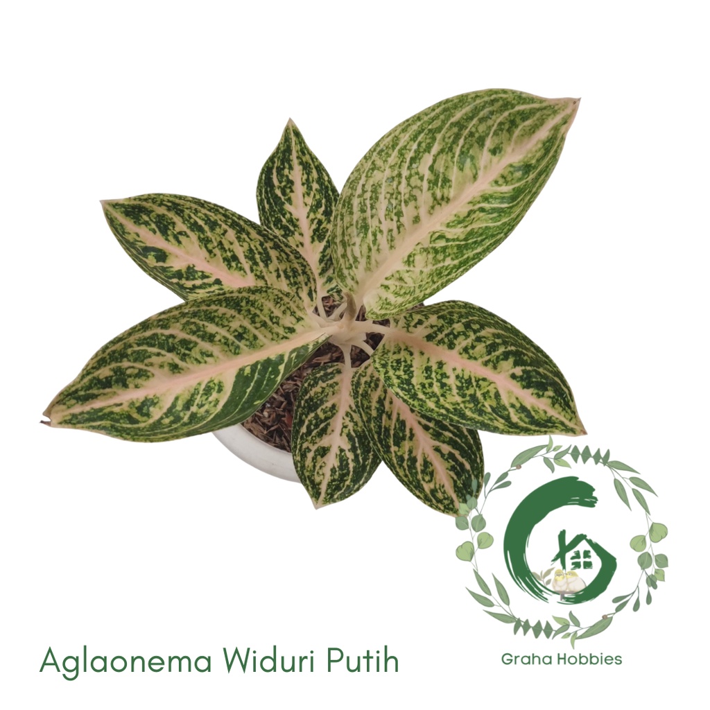 Aglaonema Widuri Putih (Wiput)