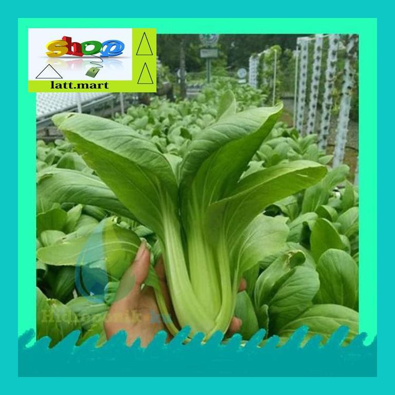 

Yu04Yts Bibit/ Benih Pakcoy Green 2Gr ( 700 Biji ) Hidroponik Ku Yul0F40Ul