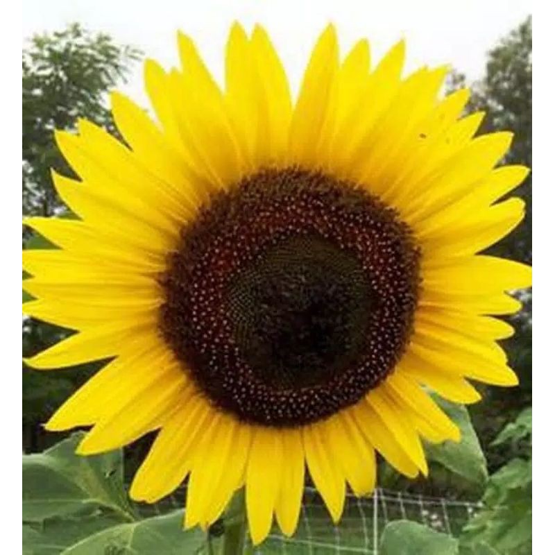 Jual Benih Bibit Bunga Matahari Jumbo