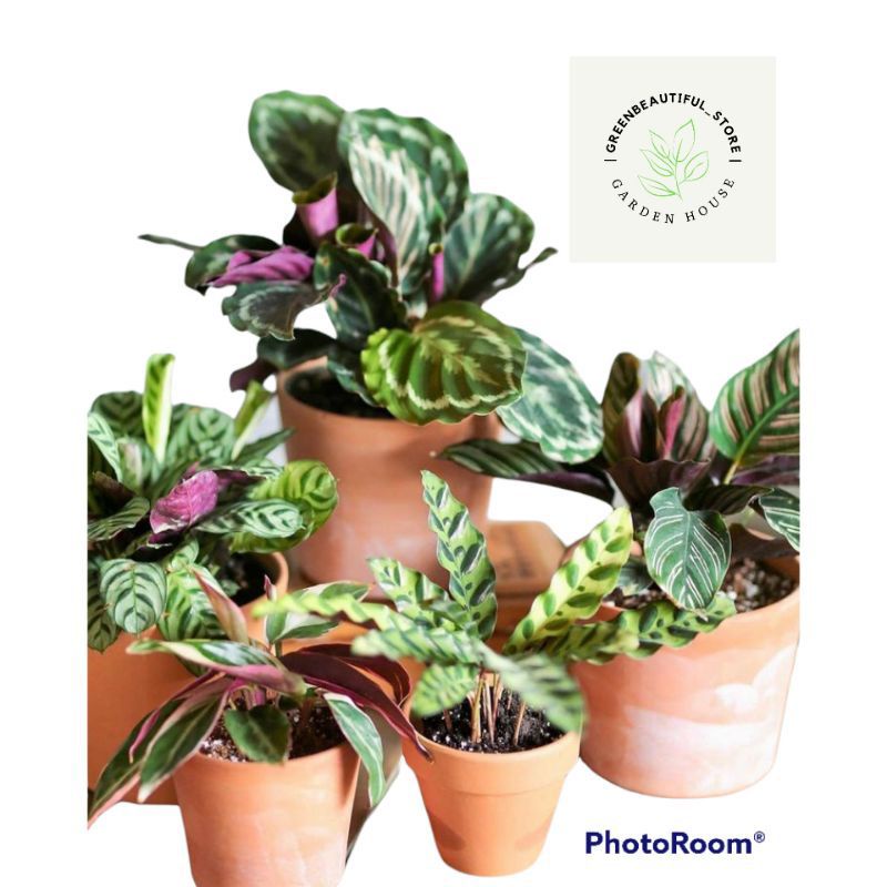 PROMO!!! 2.2 TANAMAN HIAS CALATHEA MURAH