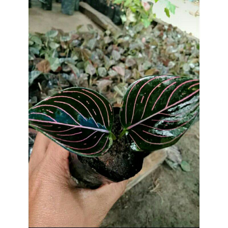 tanaman hias aglonema rotundum aceh/ aglonema rotundum aceh/ rotundum aceh