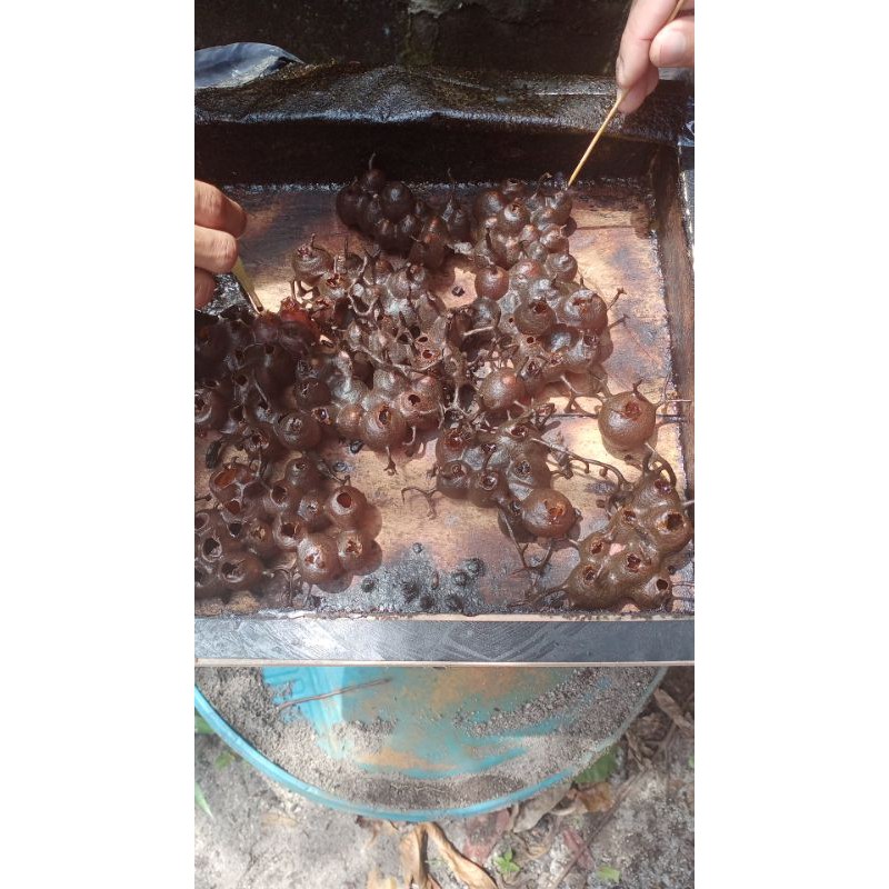 

madu kelulut trigona Bangka asli 500ml