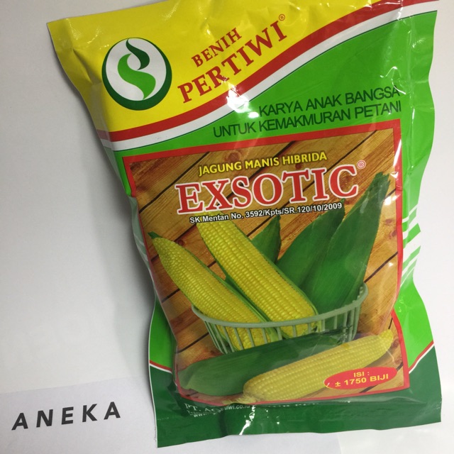 Benih jagung Exsotic -+ 1750 butir benih biji jagung manis laris murah grosir