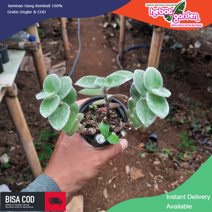 JUAL sukulen cluster tradescantia sillamontana - Hebat Store