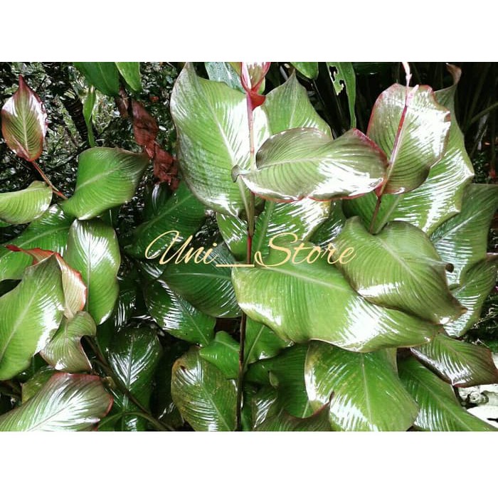 

Umbi Ganyong Ganyo Segar Basah Hipertensi Dll Obat Herbal 500gr