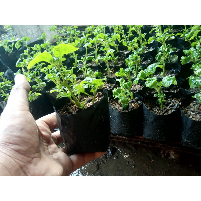 

Bibit bayam Brazil