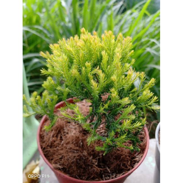 Cemara ren gold - hias Ren Gold Pine - BAKUL KEMBANG