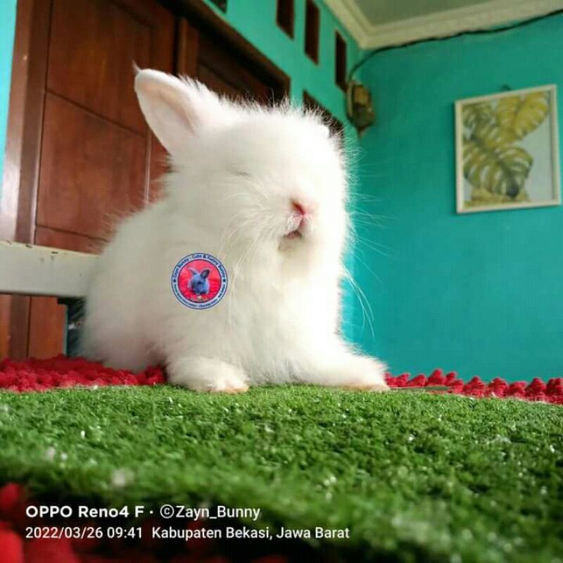 Kelinci Anggora Betina