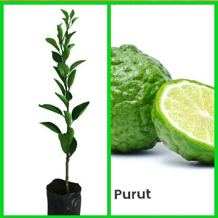 Bibit Tanaman Pohon Jeruk Purut Jeruk Bibit Jeruk Purut Bibit Purut