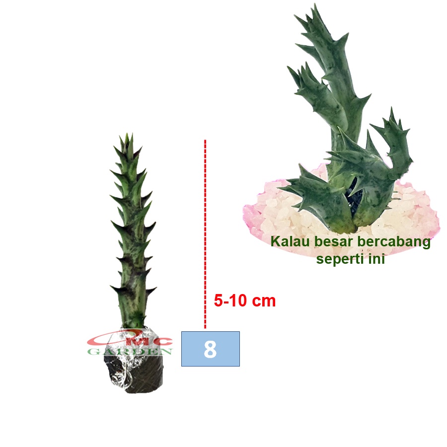 Tanaman Hias Sukulen Sekulen Mini Succulent Kaktus