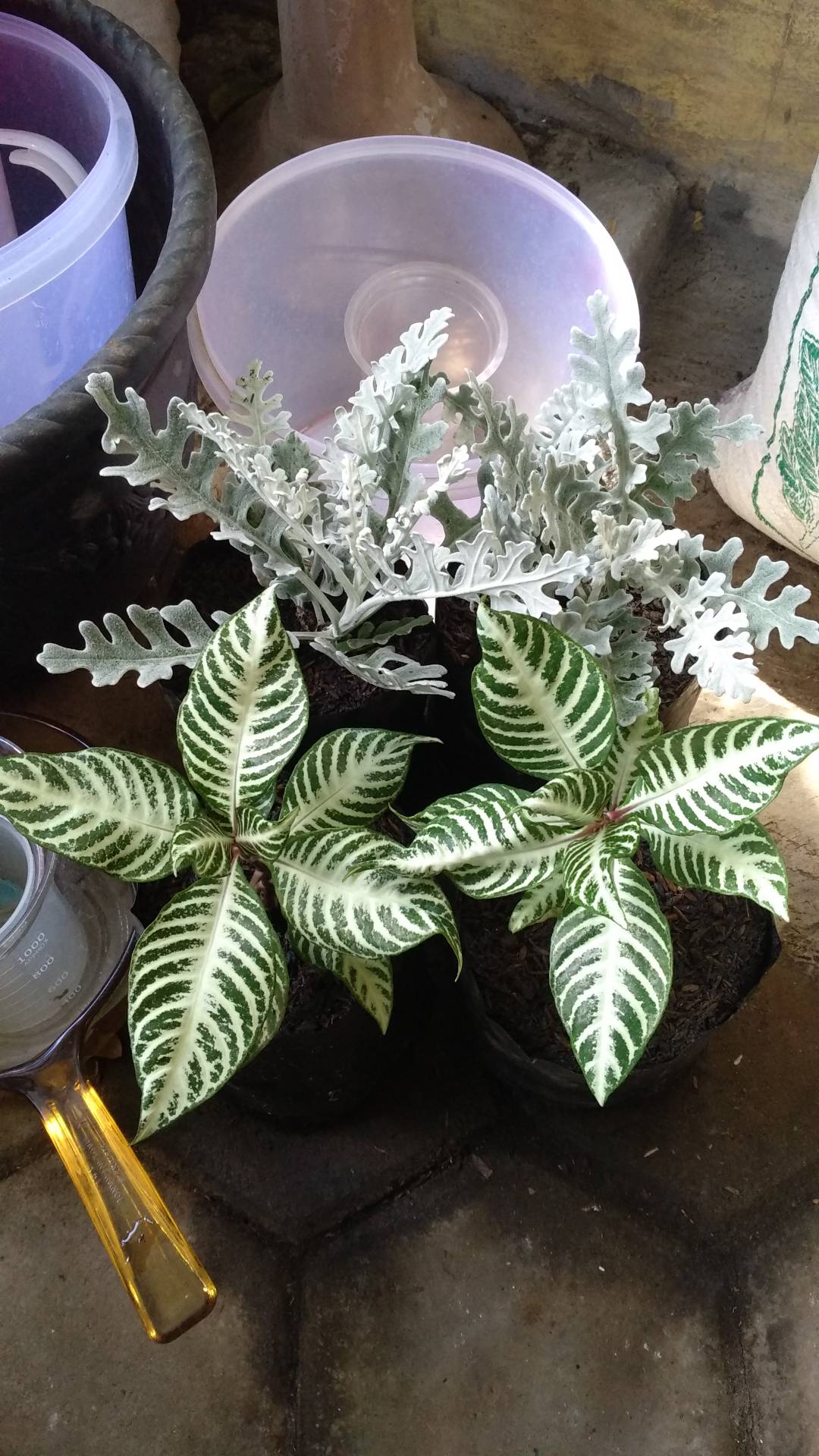 Tanaman Hias Daun Bibit Silver Dust