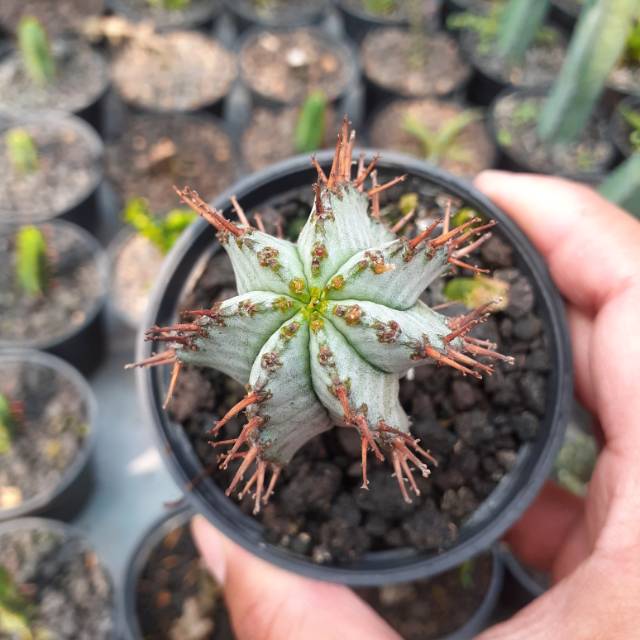 Euphorbia horrida size small