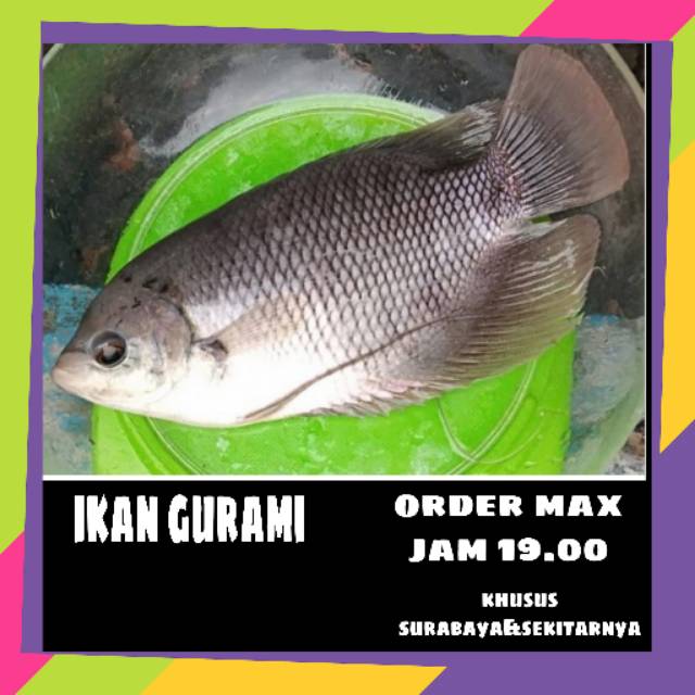 

Ikan gurami || sayur online murah surabaya