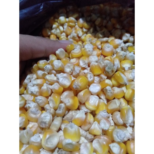 

BENIH BIBIT BIJI 1kg JAGUNG BESAR LOKAL PIPIL /KERING