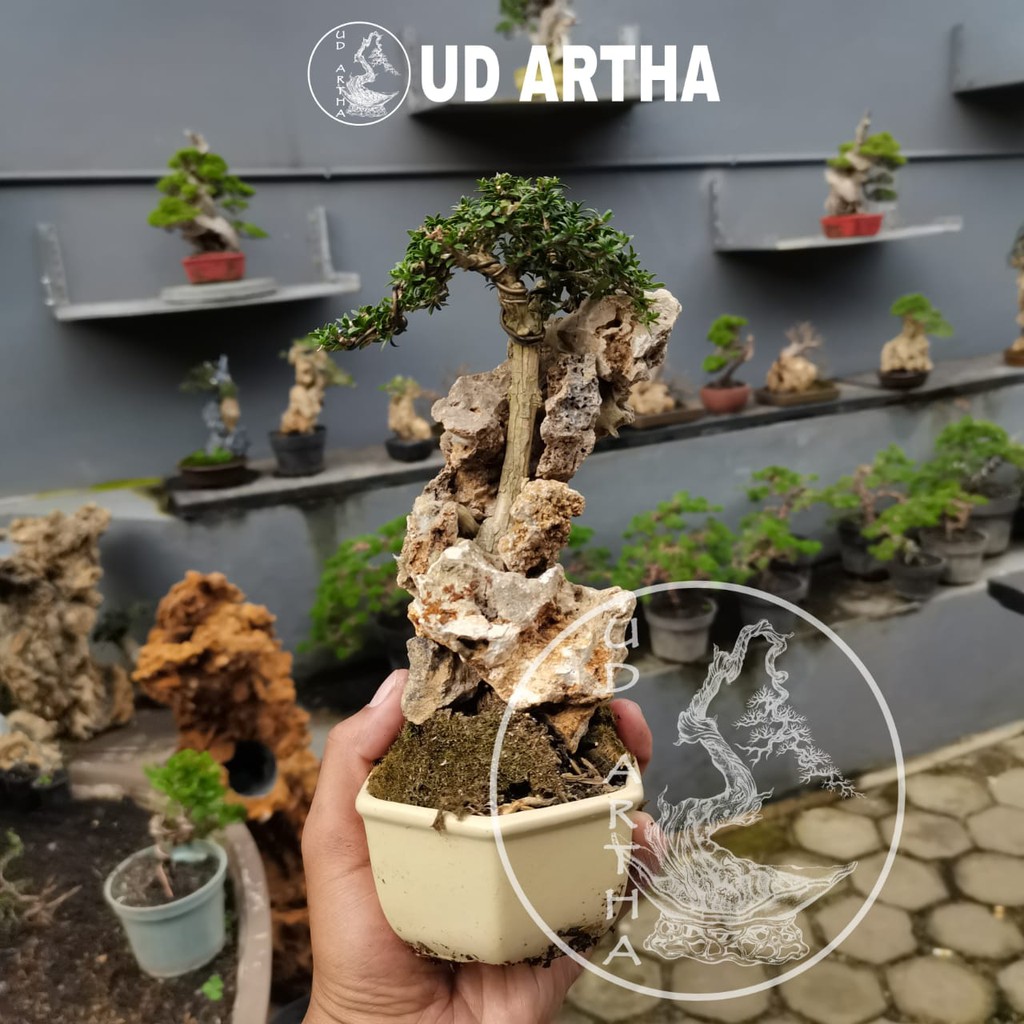 Bonsai Penjing Serissa MicroUD ARTHA BONSAI