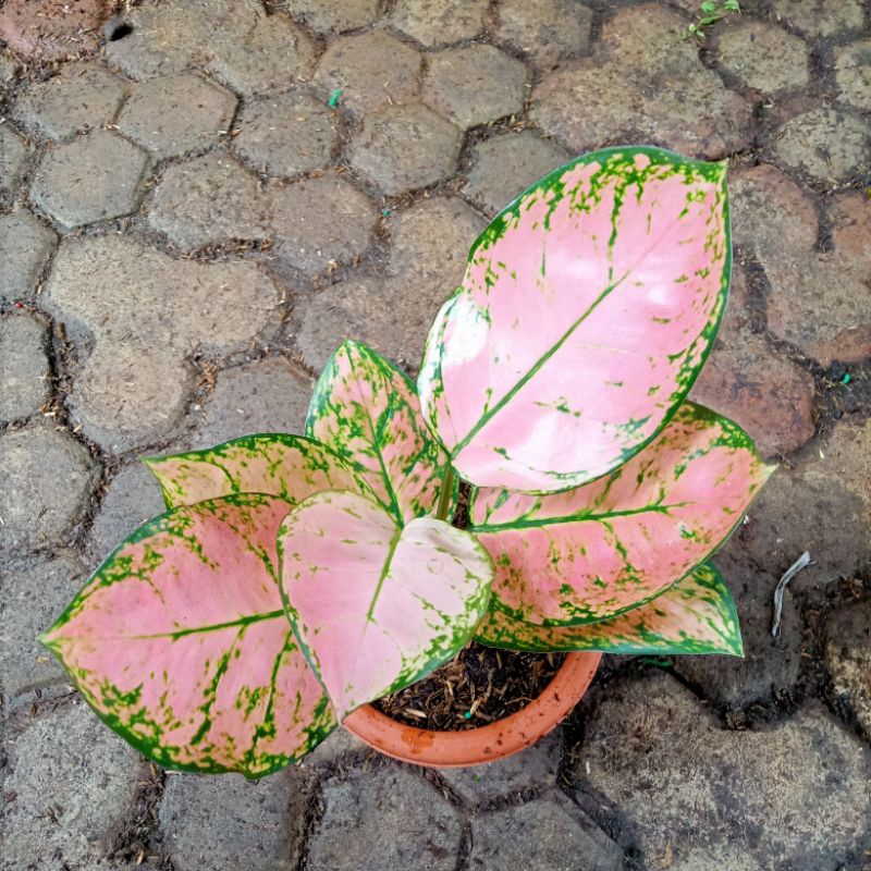 Aglonema Lady Valentin remaja