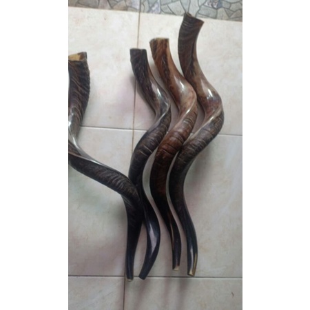 shofar ori israel