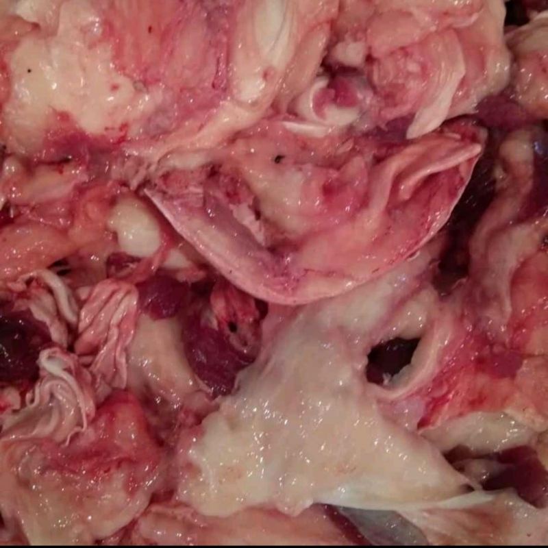 

URAT SENGKEL SAPI - 500 GR