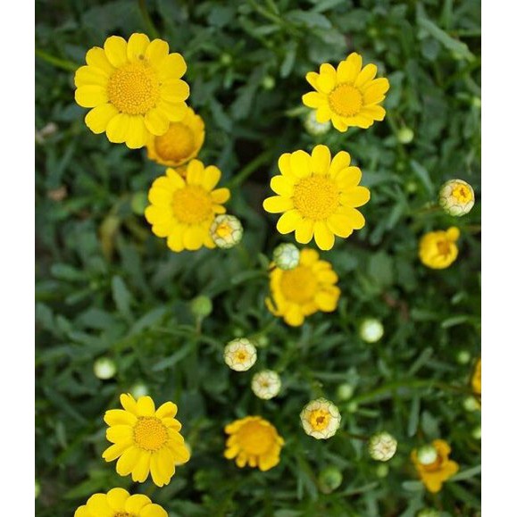 Benih-Bibit Bunga Yellow Daisy (Haira Seed)