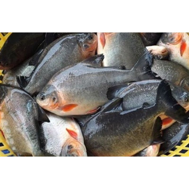 

500 gram ikan bawal tawar fresh segar