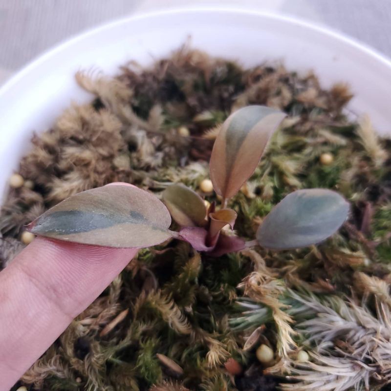 Tanaman pilodendron black cardinal Varigata