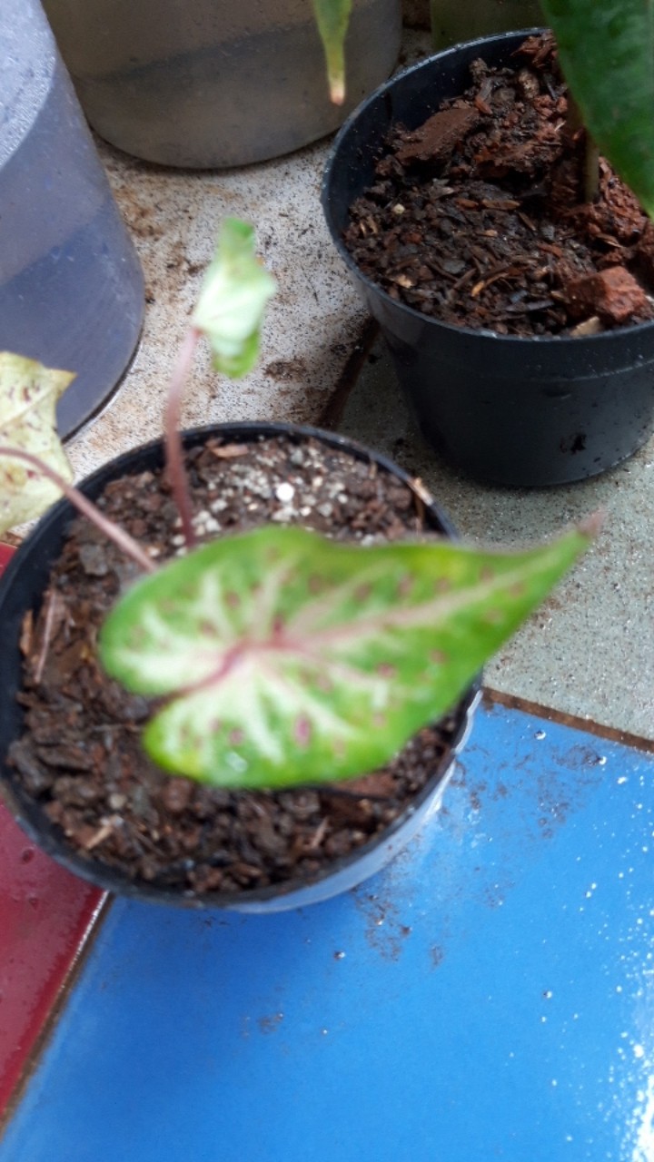 Caladium Gingerland / Dikirim Anakan Keladi Gingerland
