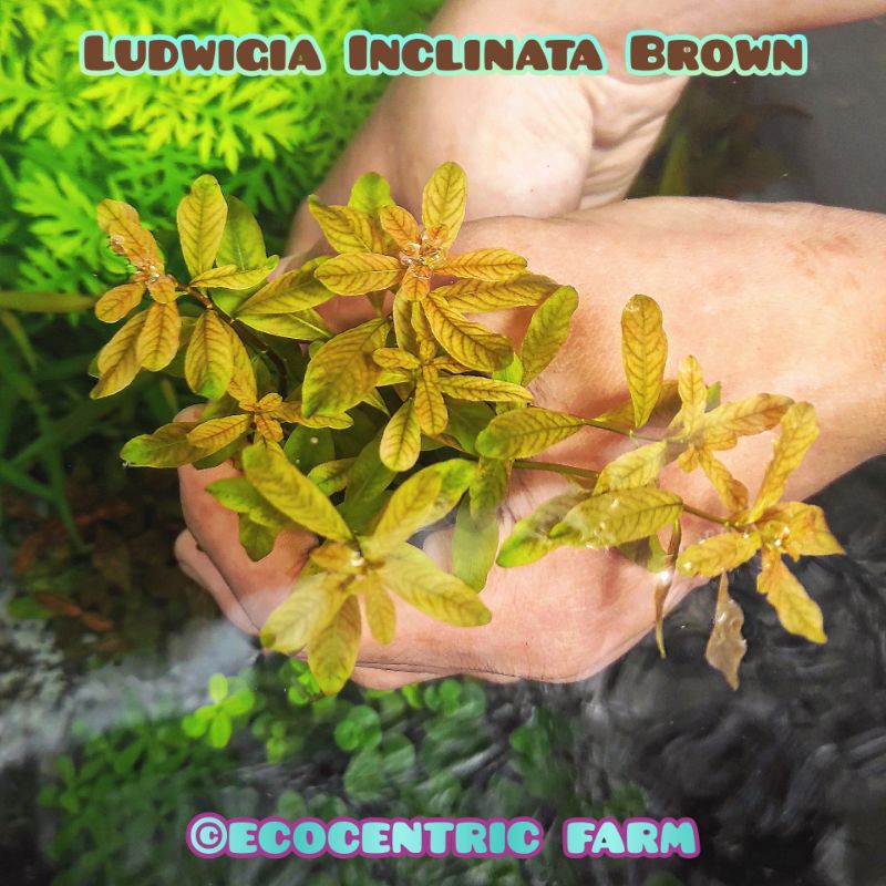 Tanaman Aquascape Ludwigia Inclinata Brown