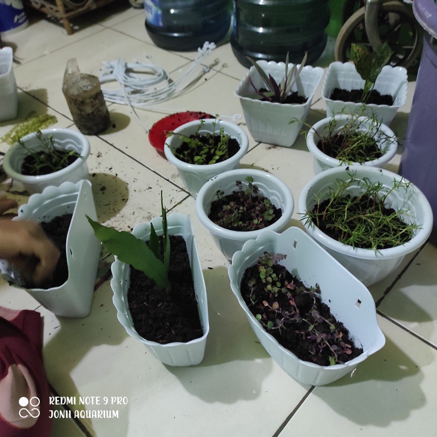Bibit Callisia Repens/air Mata Janda (10 Stek Batang) Tanaman Gantung