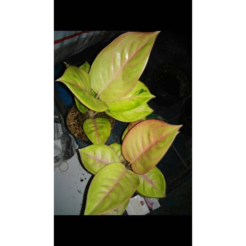 Unik bibit bunga aglonema golden siam Murah