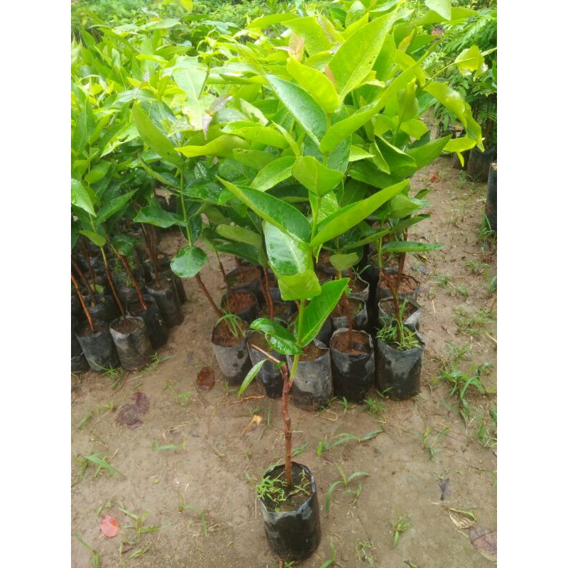 Bibit jambu citra || jambu citra jumbo