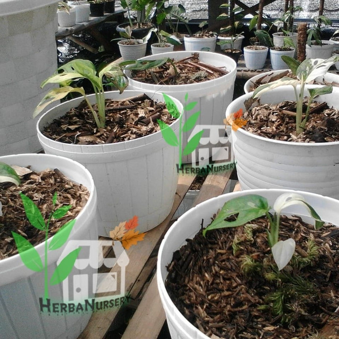 Tanaman (Janbol) janda bolong Jepang asli Dan Premium super