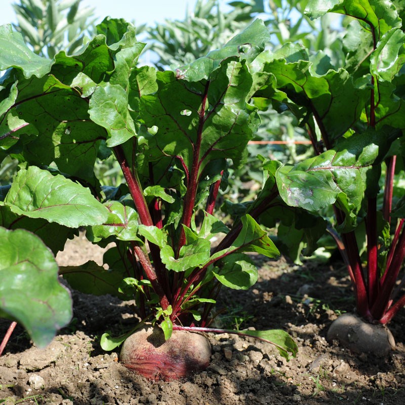 Benih Seribuan - 10 Bibit Buah Beetroot Merah F1 Hibrida