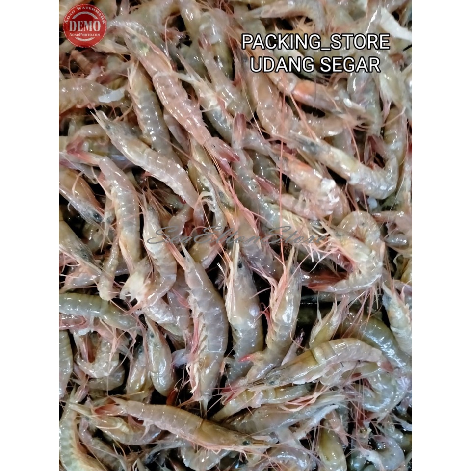 

Udang Api Api Segar / Udang Fresh Kualitas GARANSI SEGAR