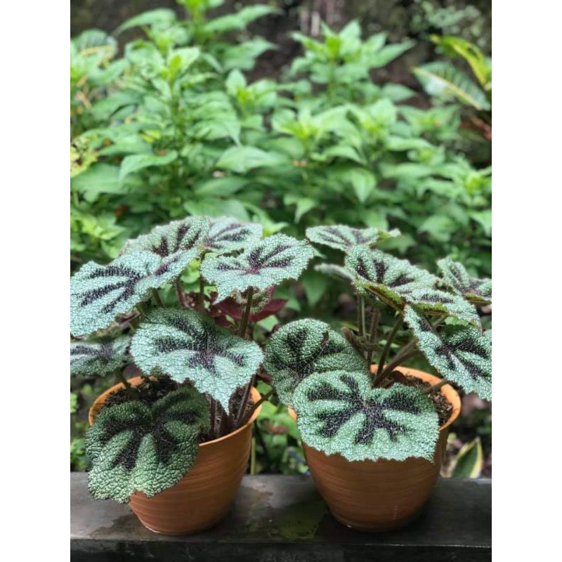 Tanaman hias Begonia Tapak Macan
