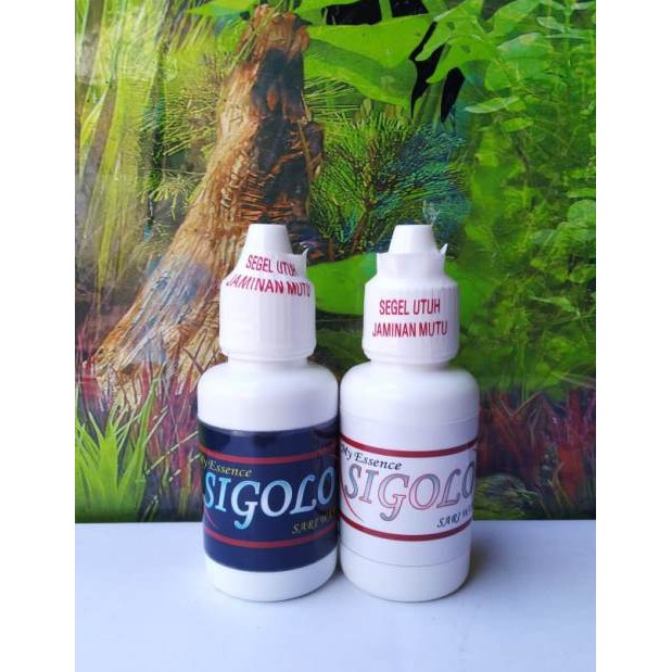 

1 Paket SIGOLO Sariwangi