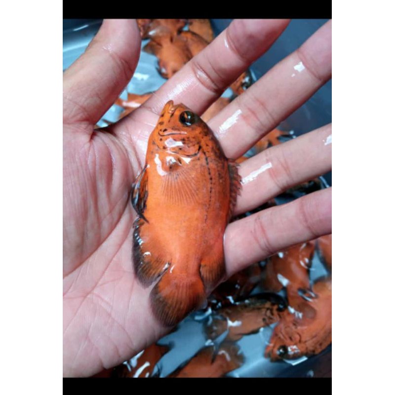 Ikan Oscar Paris Import